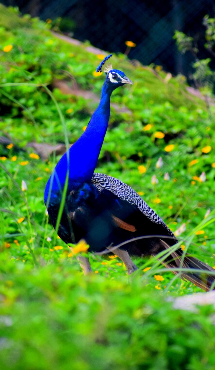Peacock