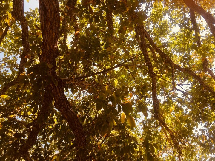 lost in trees ❤