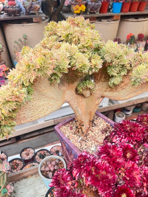 sfondi Cactus, stonecrops