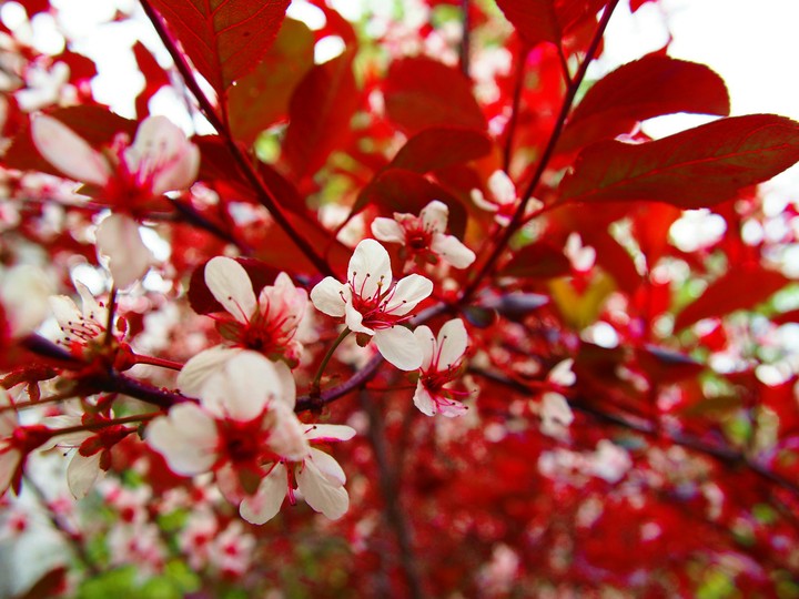 Bold Red