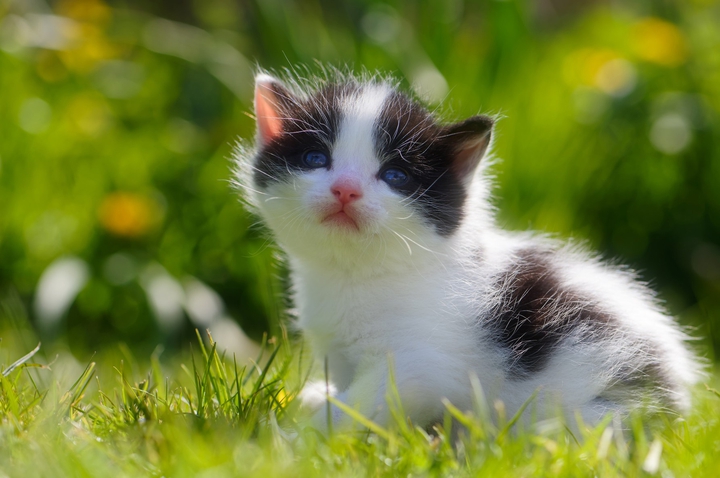 котик