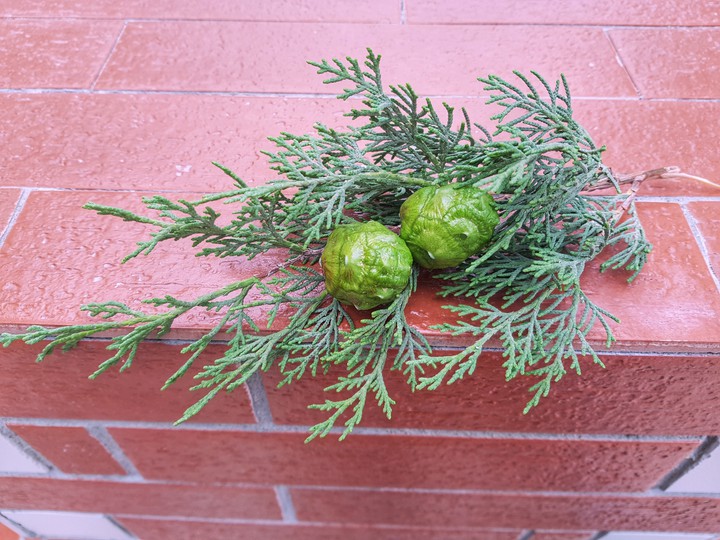 Pine tree