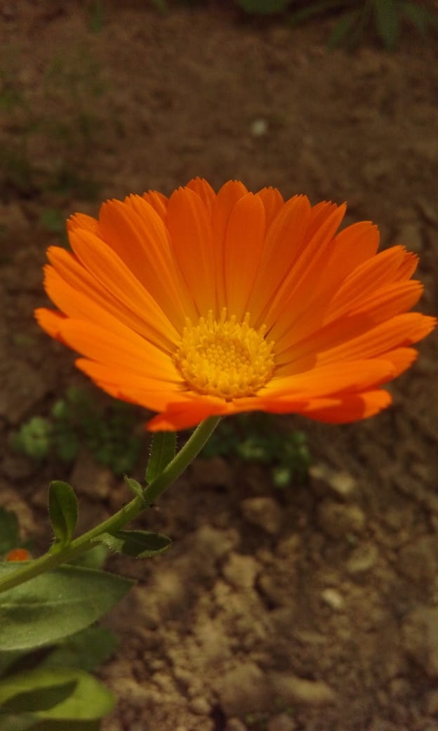 Calendula