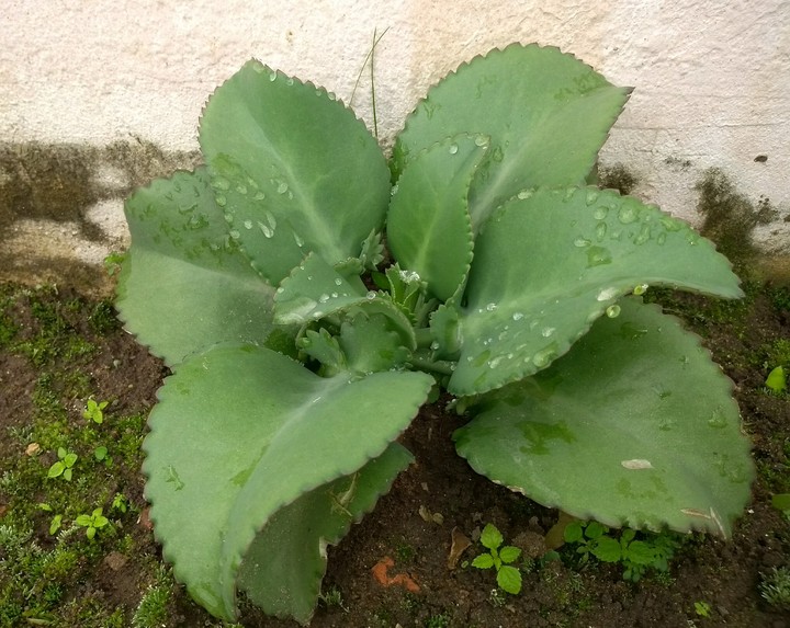 Nature