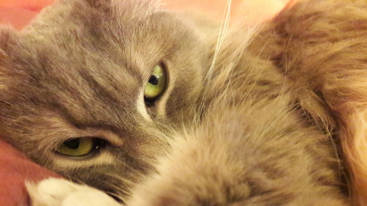 Green Eyes