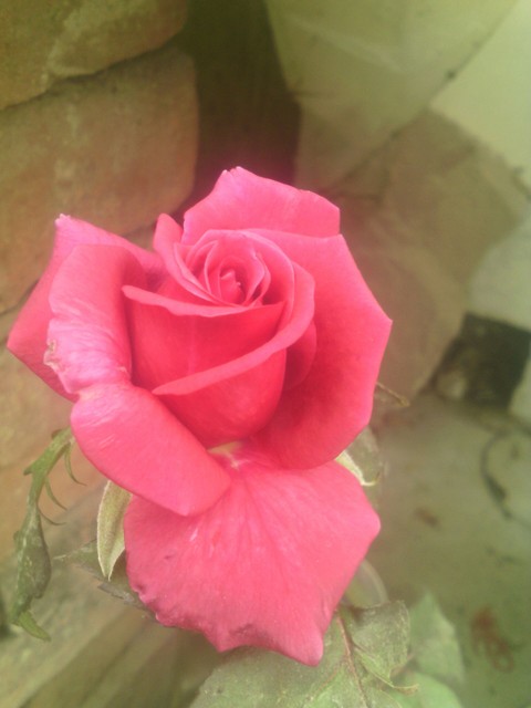 Red rose