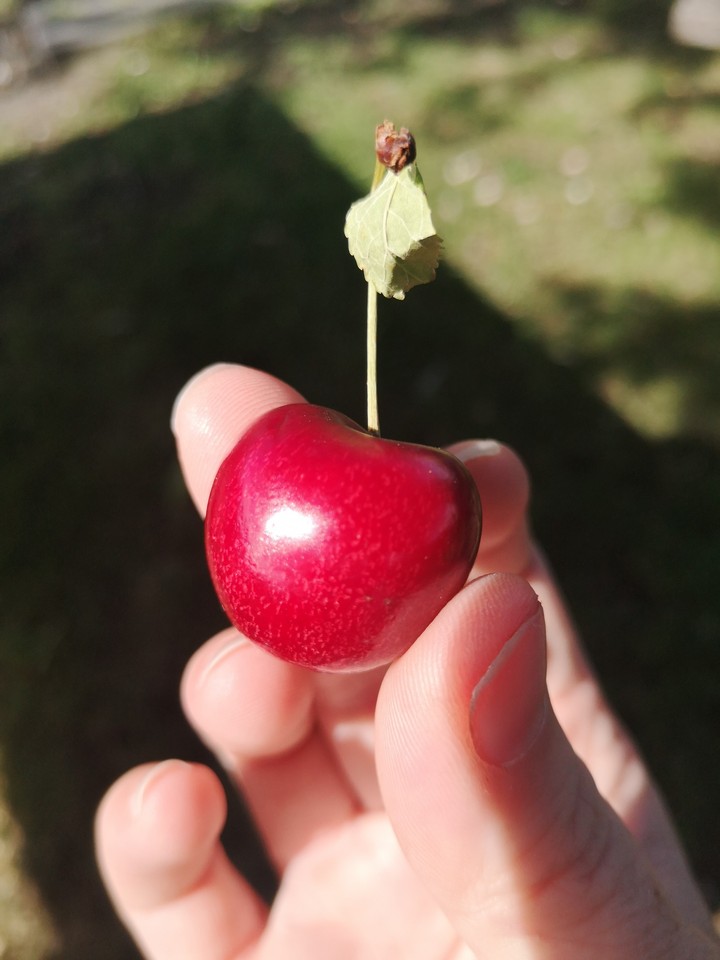 cerise