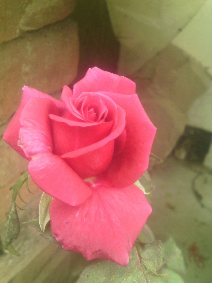 Red rose