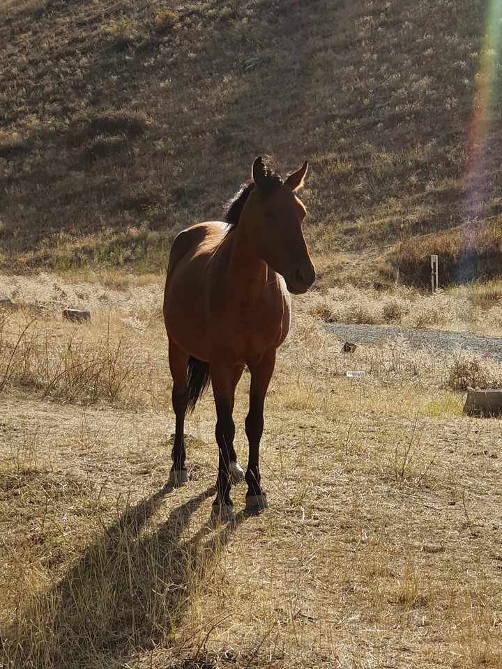 Horse