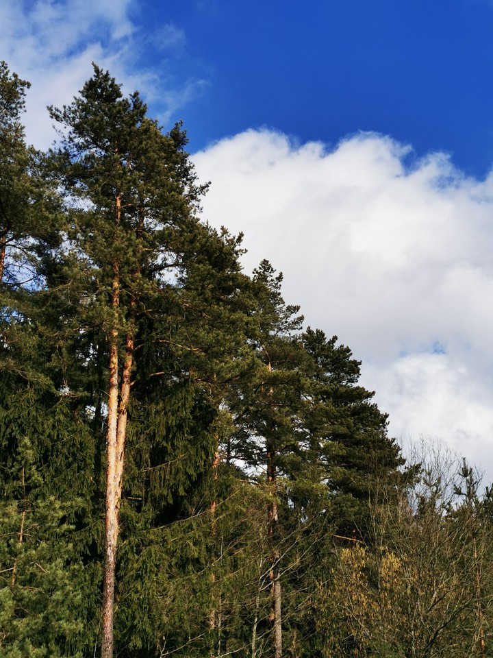 Forest with sky