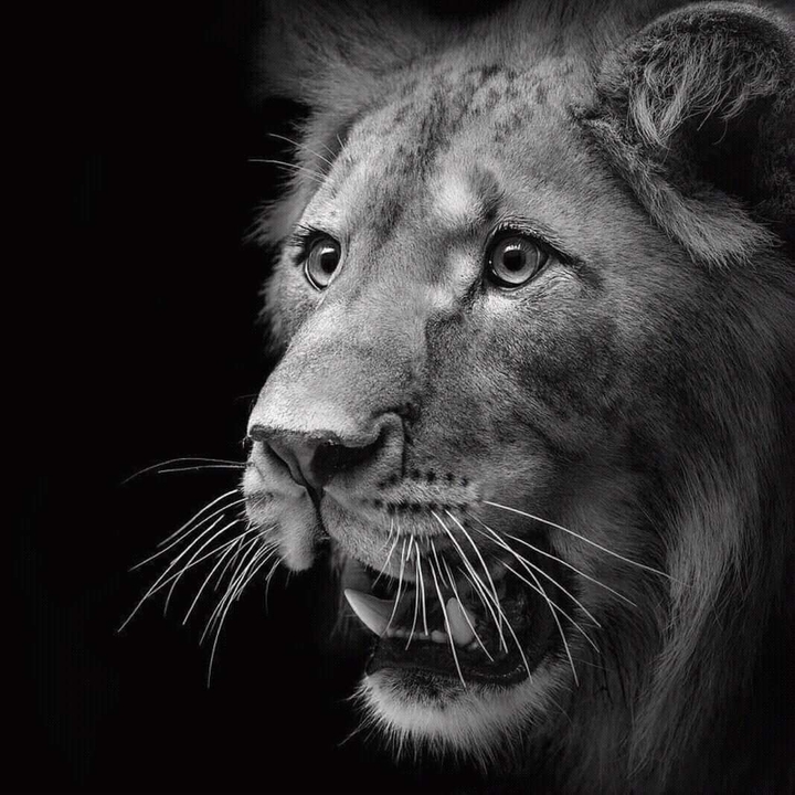 Loin pic