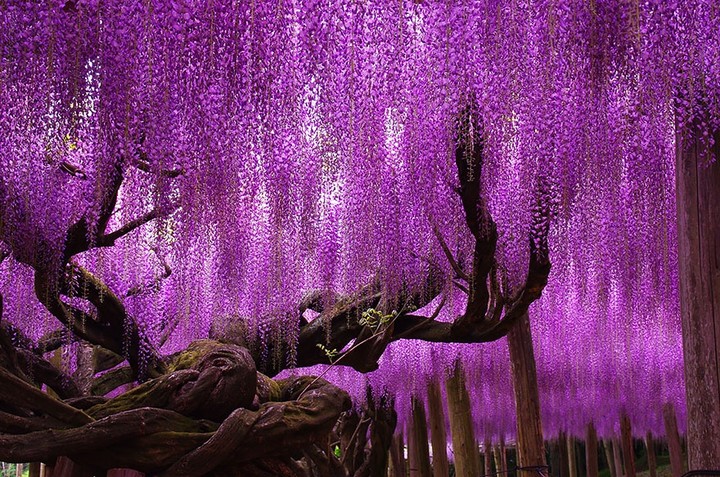 Lavander's Trees
