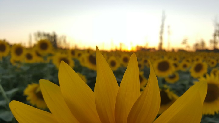 sunflower