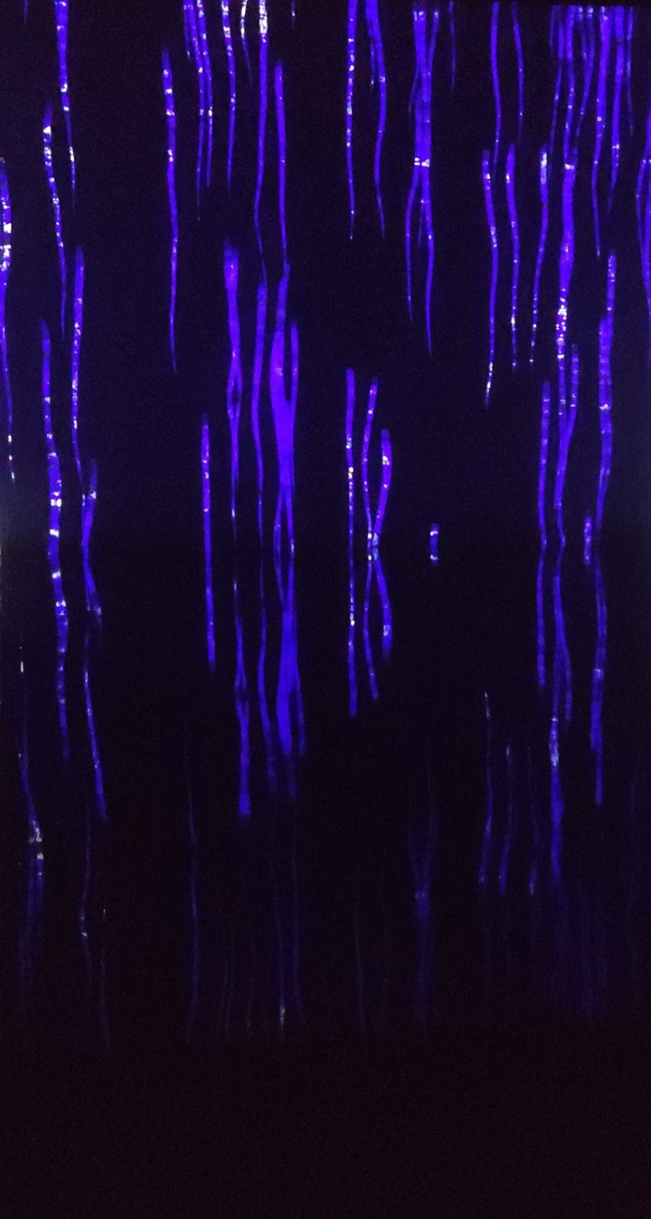 Pool of Lights
