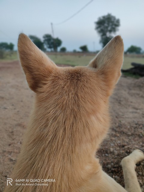 dogs view