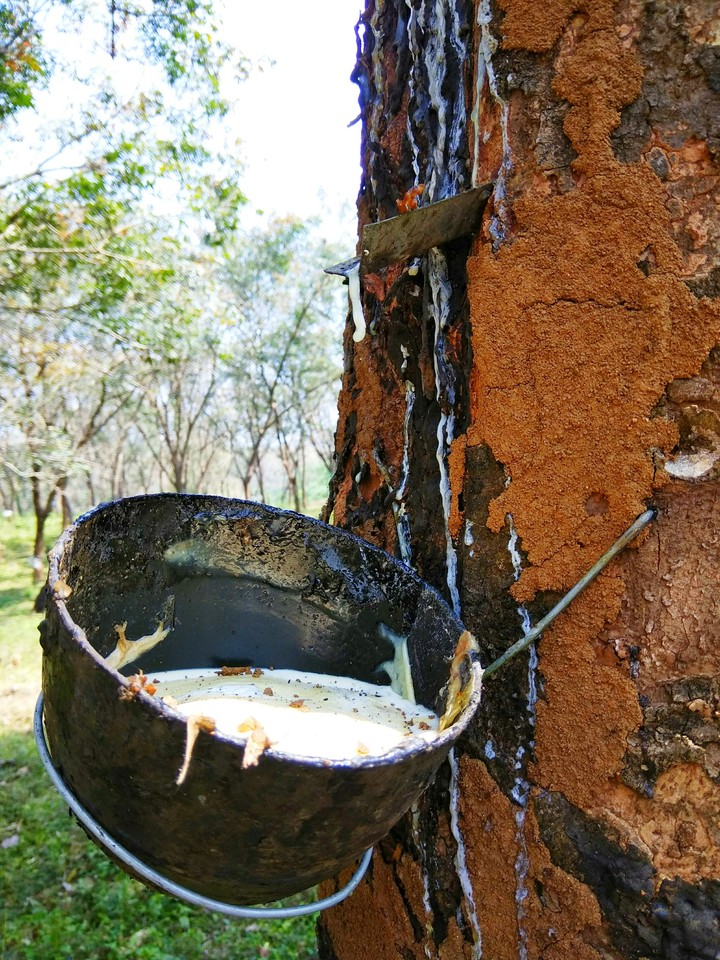 Rubber plantation