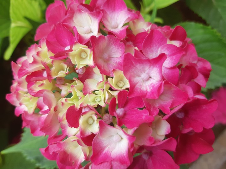 hydrangea