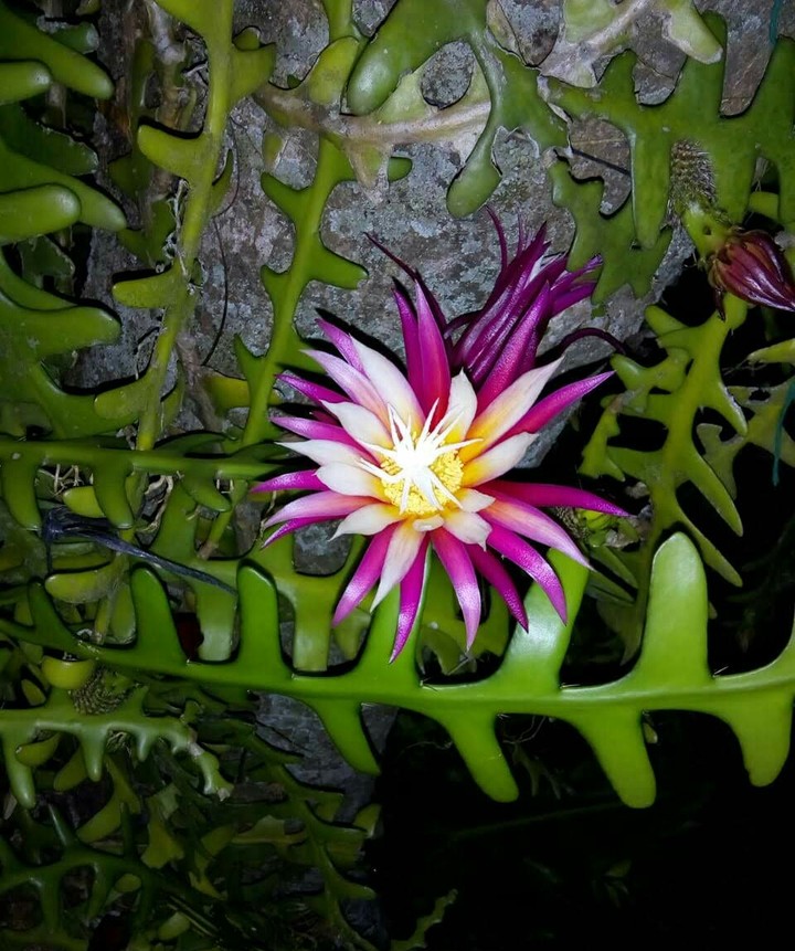 Preciosa!