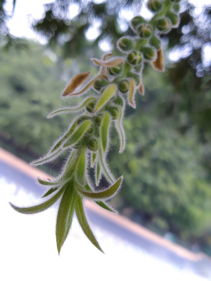 bottle brush