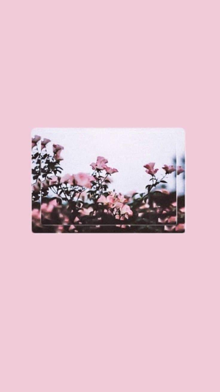 Pink flowers