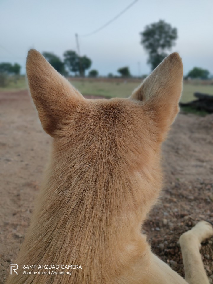 dogs view