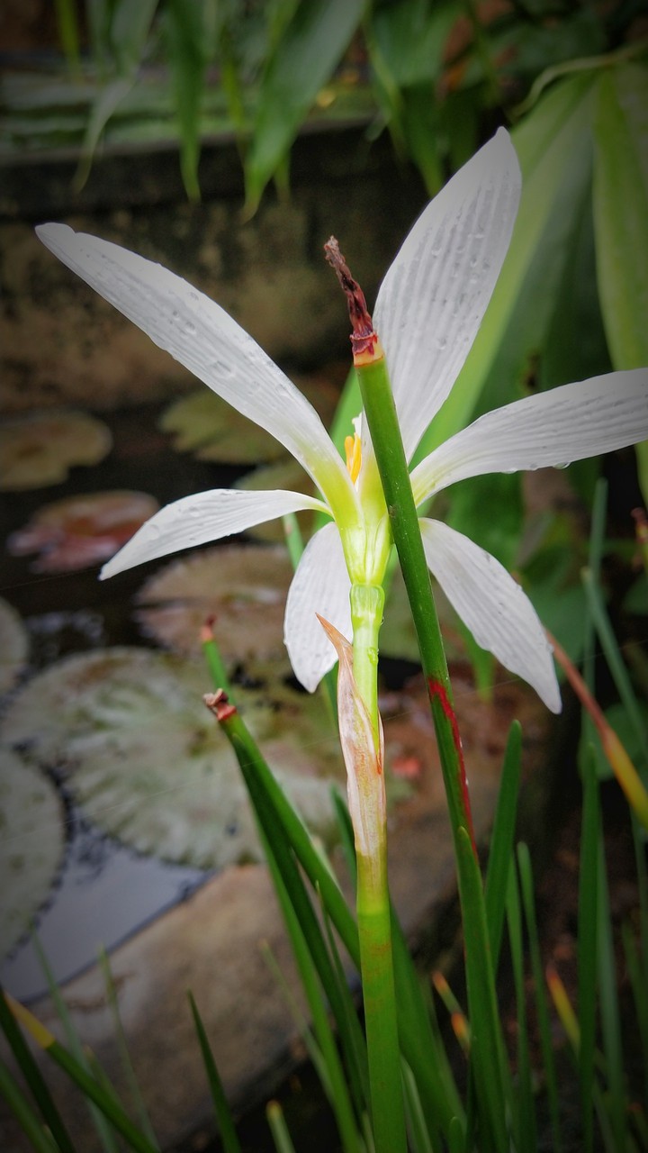 Flower HD
