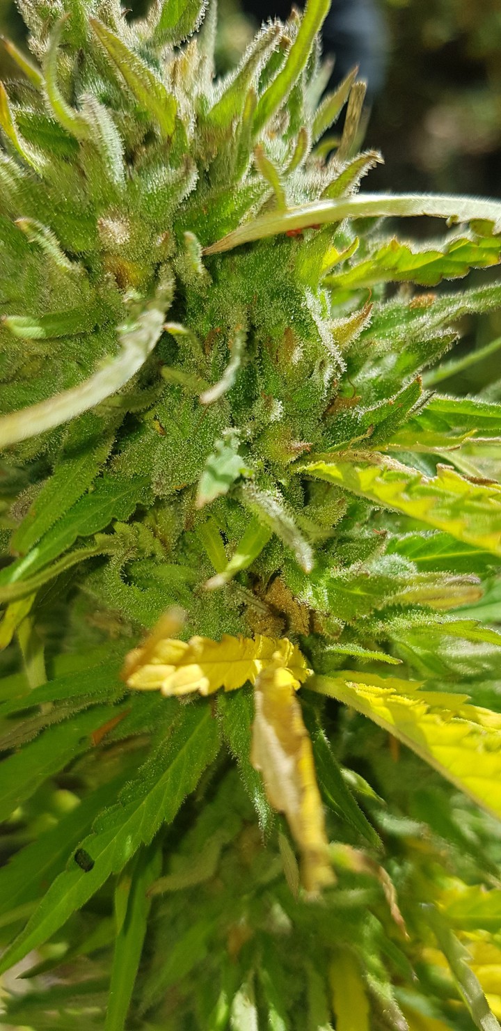 Wonderful nature and marijuana herb