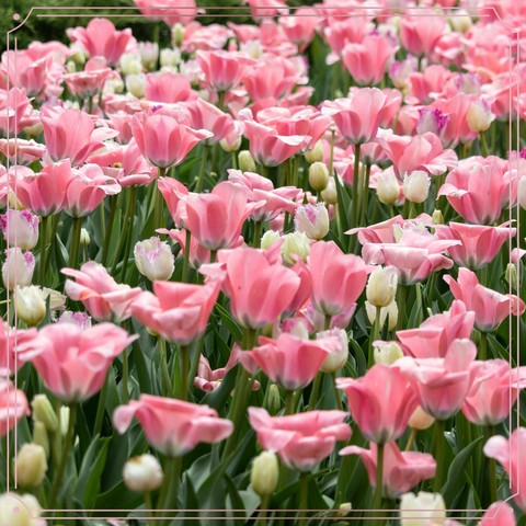 spring, Beauty वॉलपेपर
