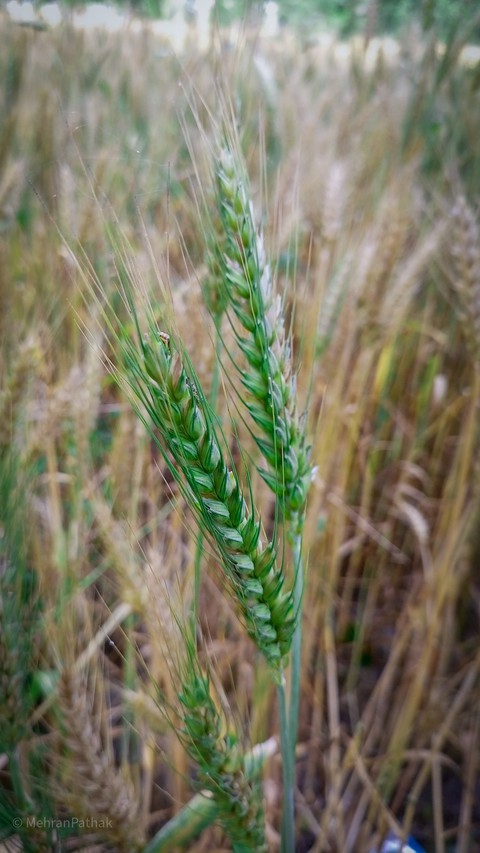 prairie, grassland桌布