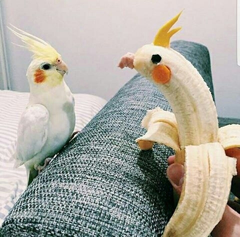 parrots