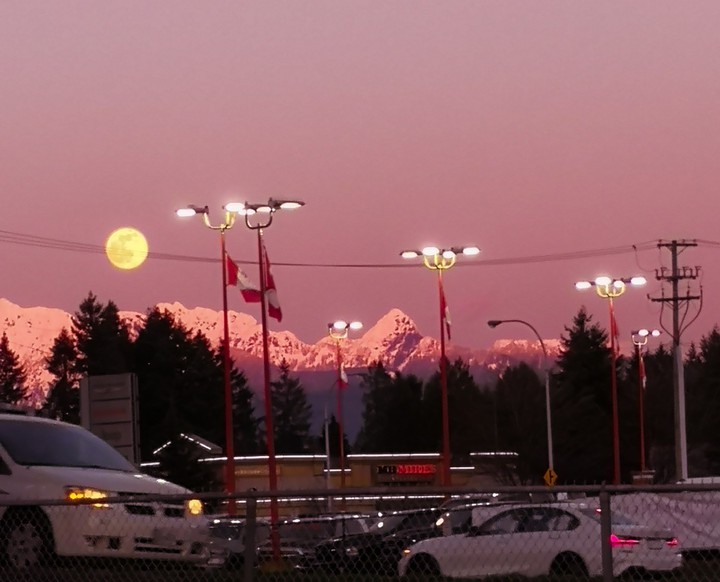 Pink Evening