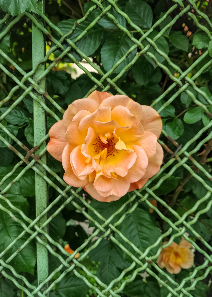 bloom outside the box