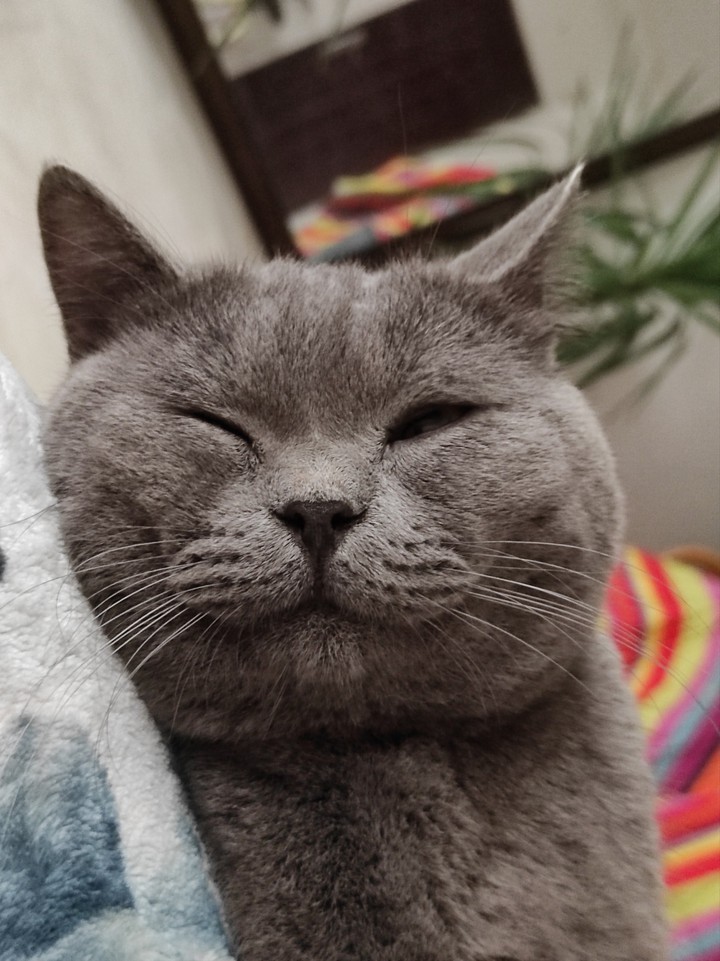 Tommy taking a nap