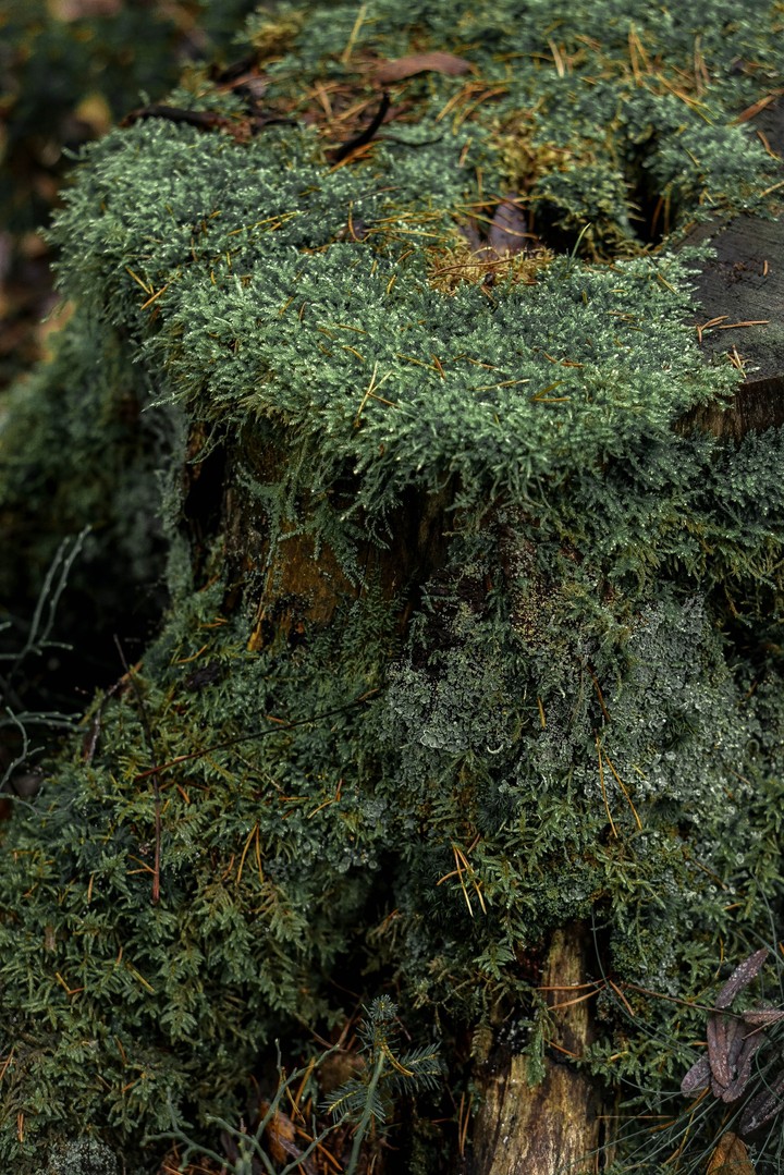 moss