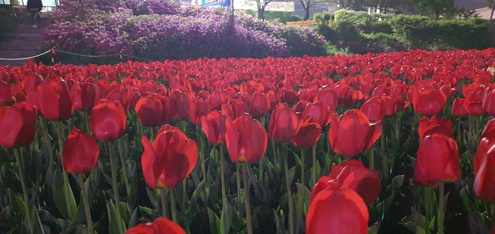 tulips - of the night