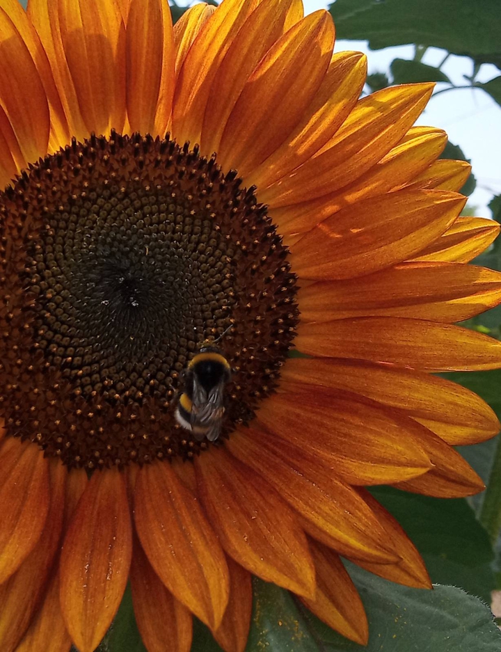 Orange sunflower