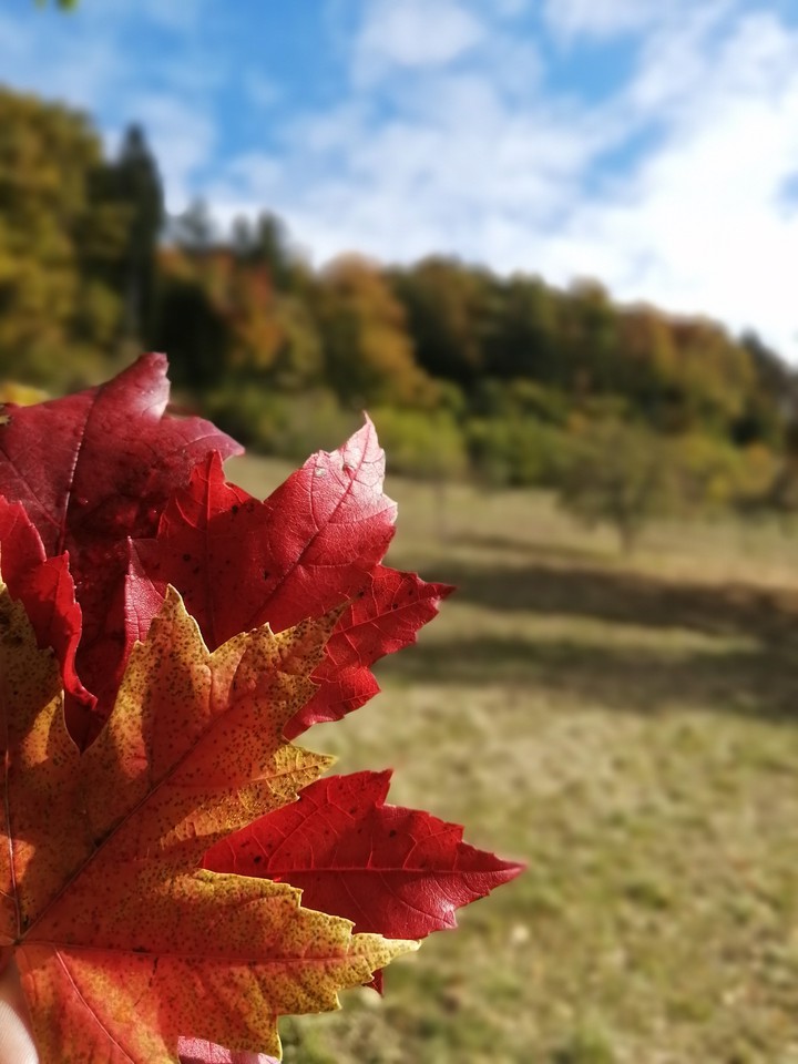 Autumn