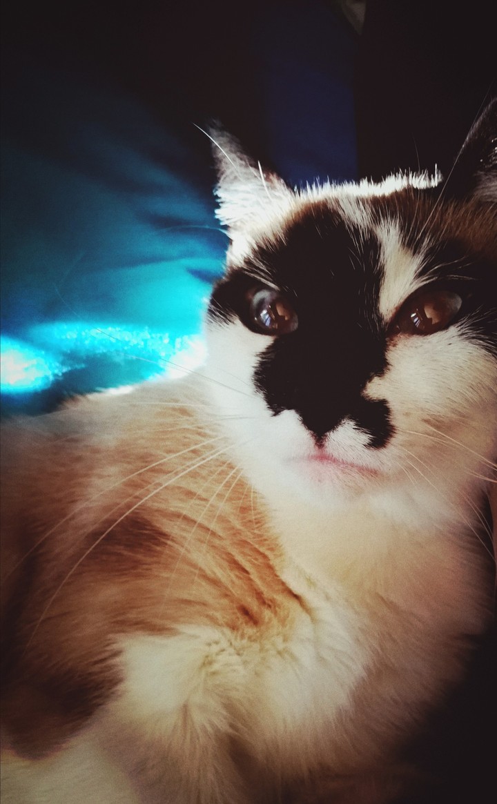 In the cat eyes