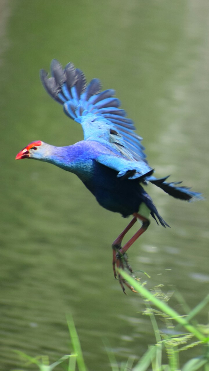 Blue Hen