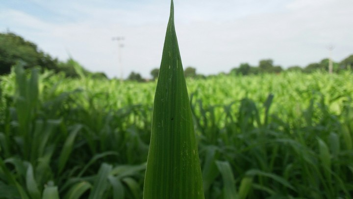Leaf