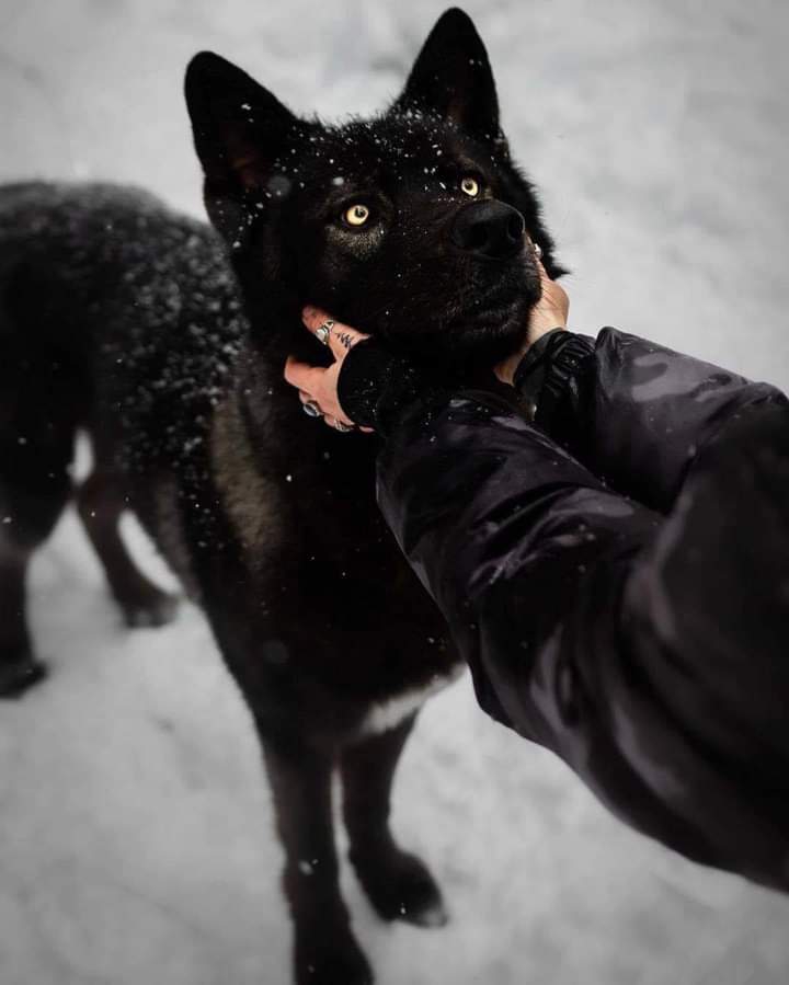 wolf love