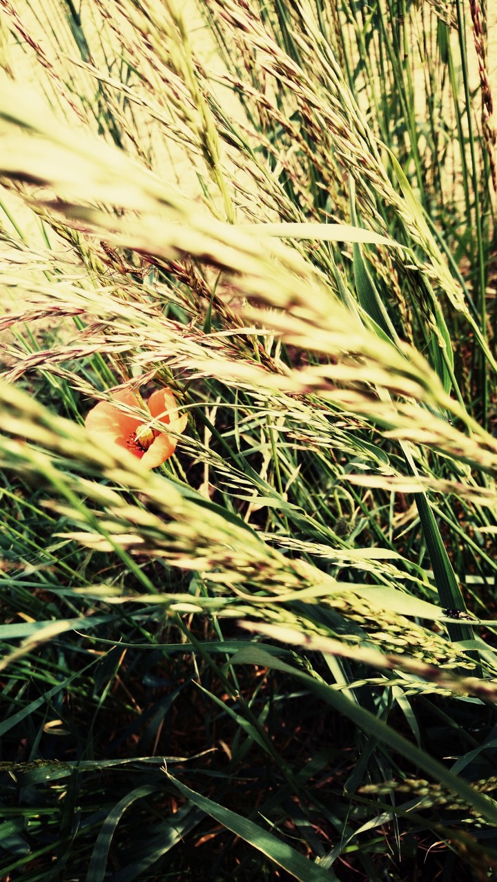 Sommer