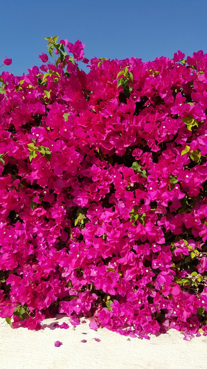 flower only flower