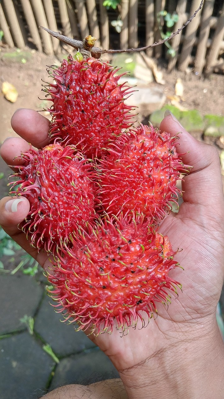 rambutan