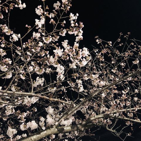 夜桜