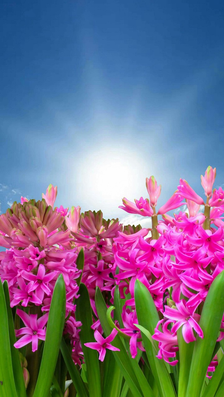 Sunshine