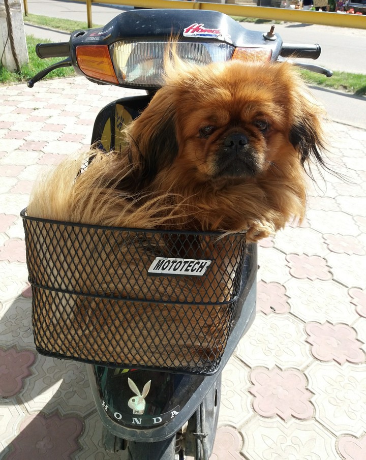dog