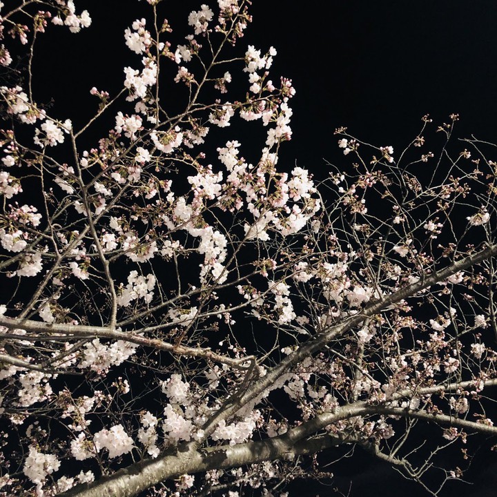 夜桜