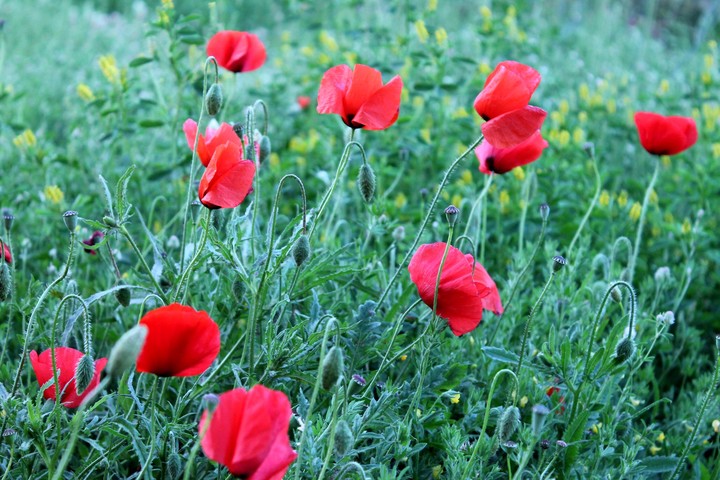 flowers