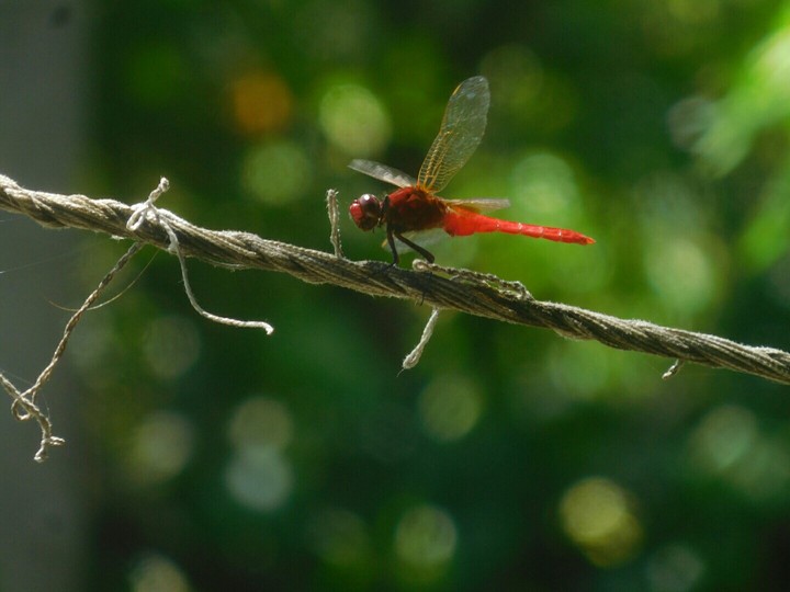 Dragonfly